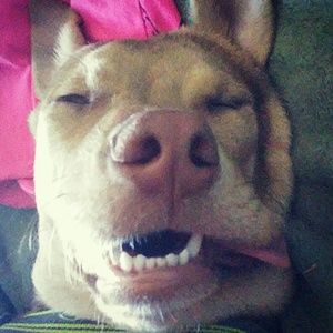 Meet your Posher, Tazz